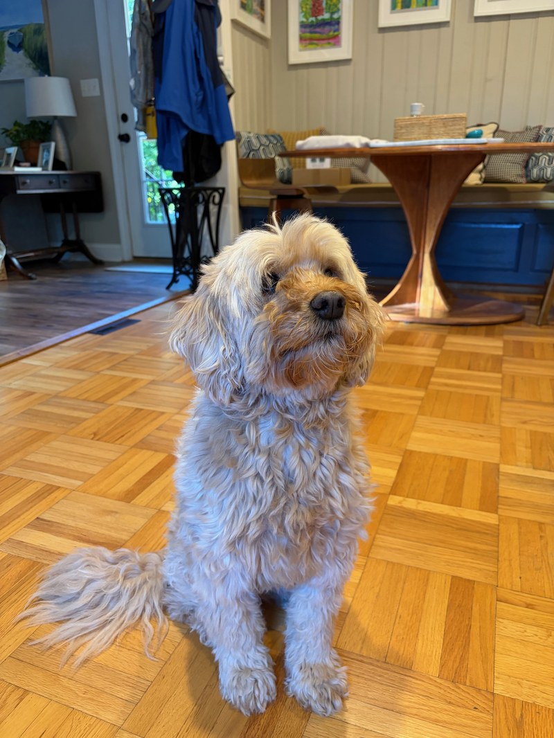 Source photo of Lily the dog
